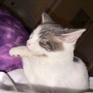 Meet your Posher, Hanna